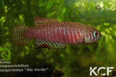 Simpsonichthys margaritatus Rio Verde BR MPM 12-07 male adulte 