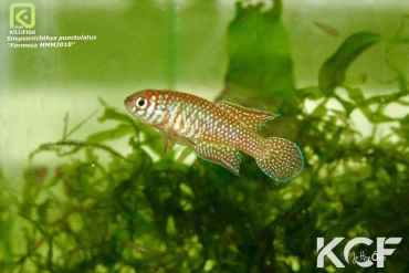 Simpsonichthys punctulatus Formosa MMM 2018 male adulte 