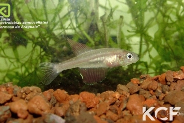 Spectrolebias semiocellatus Formoso do Araguaia male adulte 