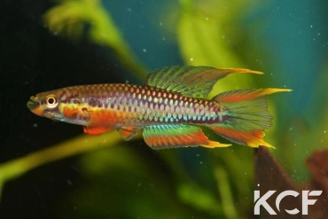 Aphyo. Chromaphyosemion volcanum Kompina C 03-14 male adulte 