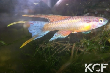 Aphyo. Chromaphyosemion loennbergii Bidou I ABC 05-35 male adulte 