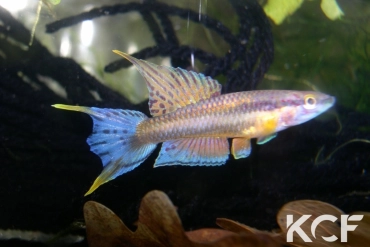 Aphyo. Chromaphyosemion loennbergii Bidou I ABC 05-35 male adulte 