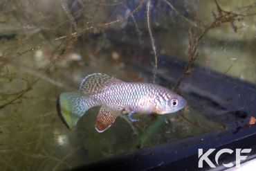 Nothobranchius furzeri Domasse MZCS 10-24 male sub adulte 