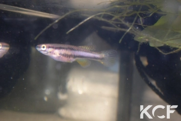 Aphyo. Chromaphyosemion loennbergii Bidou I ABC 05-35 femelle adulte 