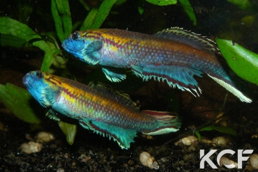 Callopanchax occidentalis  male adulte 