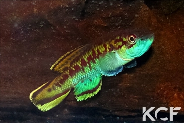 Callopanchax sidibeorum Bombokoré GM 08-02 male adulte 