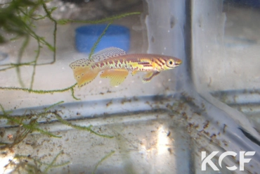 Fundulopanchax kribianus Fifinda ADK 09-301 male sub adulte 