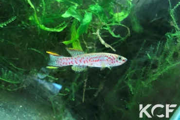 Fundulopanchax clauseni Udi Berge male adulte 