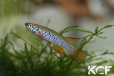 Aphyosemion dargei  male adulte 