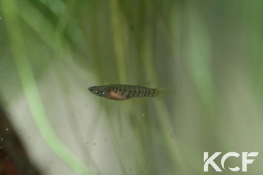 Epiplatys fasciolatus Fandié OMG 2018 couple alevin 