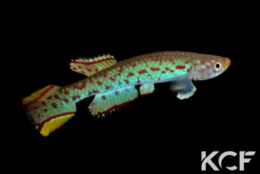 Scriptaphyosemion fredrodi Matanga SL 89 male adulte 