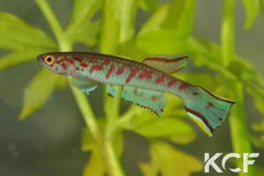 Scriptaphyosemion liberiense Paynesville L 97 male sub adulte 