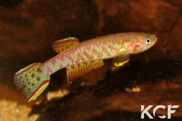 Scriptaphyosemion roloffi Funkuya SLMM 14-04 male adulte 