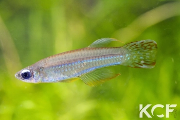 Poropanchax luxophthalmus luxophthalmus Afanji BCP 18-13 male adulte 