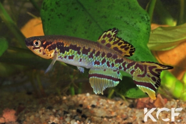 Fundulopanchax gularis  male adulte 