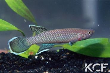 Nimbapanchax maeseni Lola GRC 90-174 male adulte 