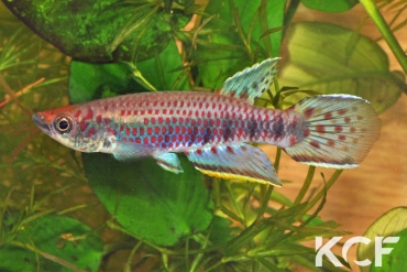 Epiplatys hildegardae Waita CGL 11-02 male adulte 