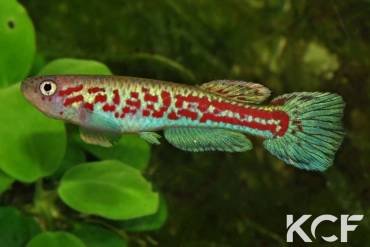 Aphyosemion wuendschi BB 04-16 male adulte 