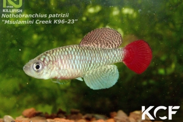 Nothobranchius patrizii Msumalini Creek K 96-23 male adulte 
