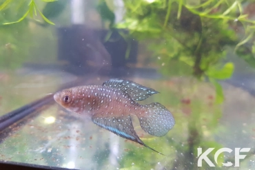 Spectrolebias aff. chacoensis Ibibobo BBP 18-05 male adulte 