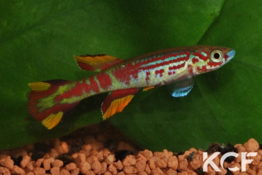 Aphyosemion pyrophore Mombagala FCCO 13-12 male sub adulte 