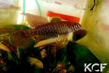 Nematolebias papilliferus Inoa male adulte 