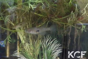 Nematolebias papilliferus Inoa femelle adulte 