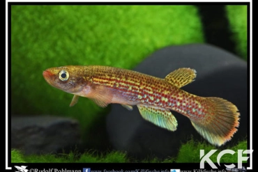 Anablepsoides fransvermeuleni Bakhuis SUR 10-03 male adulte 