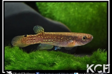 Anablepsoides fransvermeuleni Bakhuis SUR 10-03 femelle adulte 