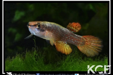 Anablepsoides ornatus Neue Horizonte Peru male adulte 