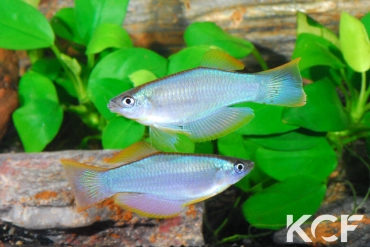 Procatopus similis Kumba GPE 90-02 couple adulte 