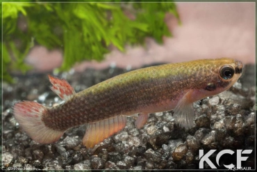 Anablepsoides ornatus  male adulte 