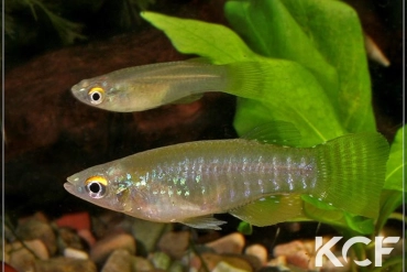 Aplocheilichthys spilauchen  couple adulte 