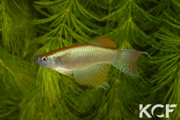 Procatopus nototaenia Est Kribi ABL 08-236 male adulte 