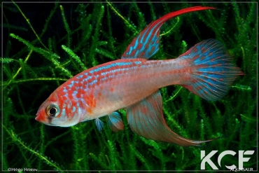 Maratecoara lacortei Formoso do Araguaia B 03 male adulte 