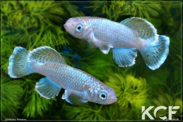 Nothobranchius eggersi Bleu couple adulte 