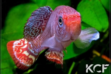 Nothobranchius hassoni Bukena  DRCH 08-10 male adulte 