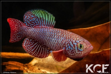 Nothobranchius kadleci Nhamatanda MZCS 11-43 male adulte 