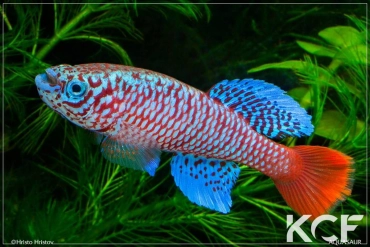 Nothobranchius kilomberoensis FTZ 10-18 male adulte 