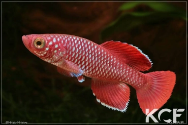 Nothobranchius korthausae Rouge male adulte 