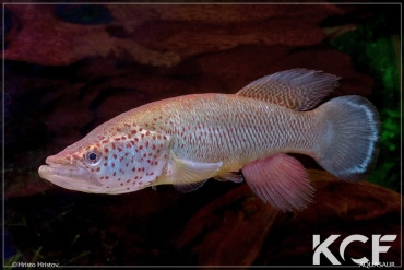 Nothobranchius ocellatus Pakacha TZ 08-29 male adulte 