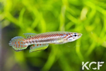 Epiplatys bifasciatus Goho BCP 18-09 male adulte 