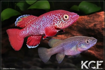 Nothobranchius orthonotus  couple adulte 