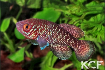 Nothobranchius pienaari Panda MZCS 08-81 male adulte 