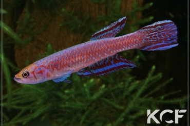 Scriptaphyosemion cauveti Siramoussaya GRCH 93-238 male adulte 