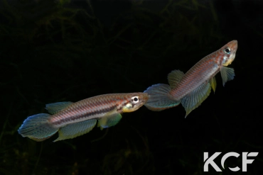Epiplatys bifasciatus Bata couple adulte 