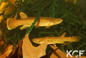 Anablepsoides fransvermeuleni Bakhuis SUR 10-03 couple adulte 