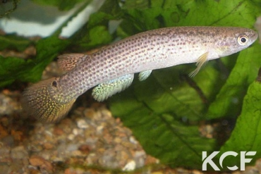 Anablepsoides lungi Pariacabo FG-LL 07-02 male adulte 