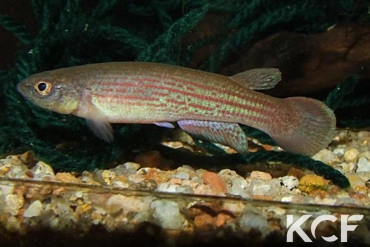 Anablepsoides waimacui Kurupukari GUY 02-04 male adulte 