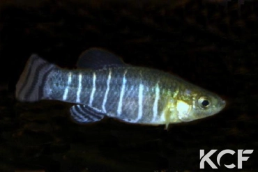 Anatolichthys danfordii Kirsehir TUBCD 05-19 male adulte 